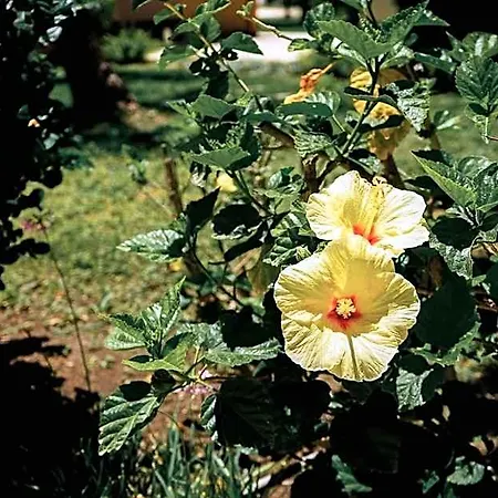 Archimede سيراكوزا